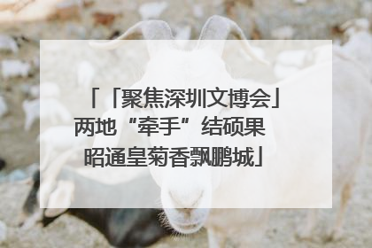 「聚焦深圳文博会」两地“牵手”结硕果 昭通皇菊香飘鹏城