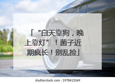 “白天靠狗，晚上靠灯”！菌子近期疯长！别乱捡