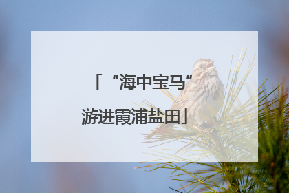 “海中宝马”游进霞浦盐田