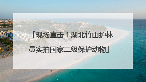 现场直击！湖北竹山护林员实拍国家二级保护动物