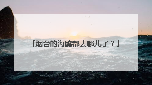 烟台的海鸥都去哪儿了？