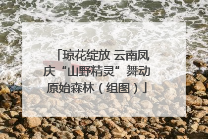 琼花绽放 云南凤庆“山野精灵”舞动原始森林（组图）
