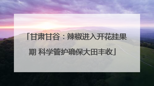 甘肃甘谷：辣椒进入开花挂果期 科学管护确保大田丰收