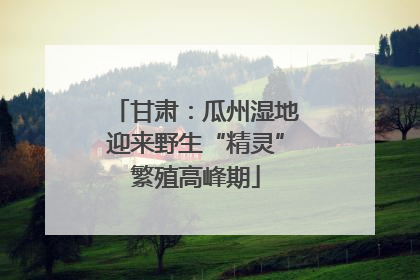 甘肃：瓜州湿地迎来野生“精灵”繁殖高峰期