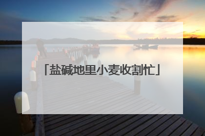 盐碱地里小麦收割忙