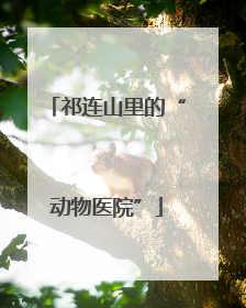祁连山里的“动物医院”