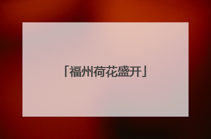 福州荷花盛开