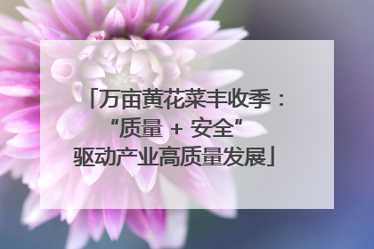 万亩黄花菜丰收季：“质量 + 安全” 驱动产业高质量发展