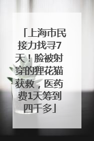 上海市民接力找寻7天！脸被射穿的狸花猫获救，医药费1天筹到四千多
