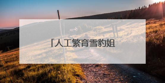 人工繁育雪豹姐妹花“水墨”“油画”六岁啦