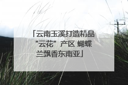 云南玉溪打造精品“云花”产区 蝴蝶兰飘香东南亚