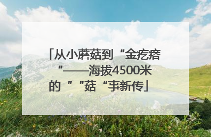 从小蘑菇到“金疙瘩“——海拔4500米的““菇“事新传