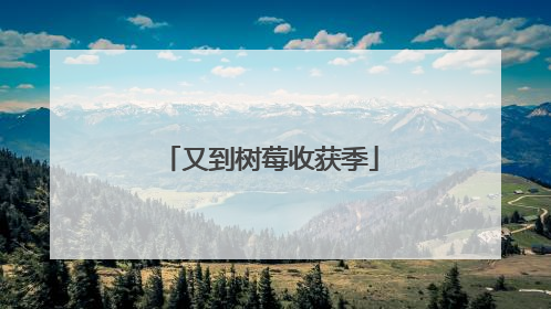 又到树莓收获季