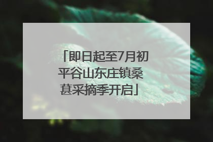 即日起至7月初 平谷山东庄镇桑葚采摘季开启