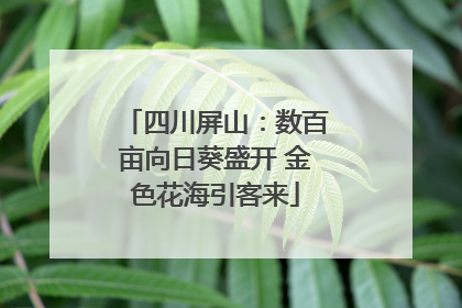 四川屏山：数百亩向日葵盛开 金色花海引客来