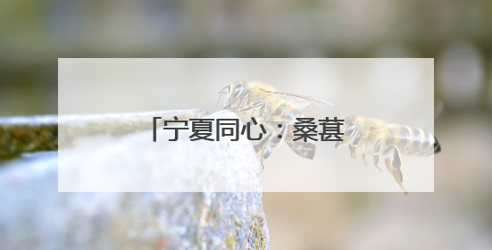 宁夏同心：桑葚丰收季 甜蜜采摘助力乡村振兴