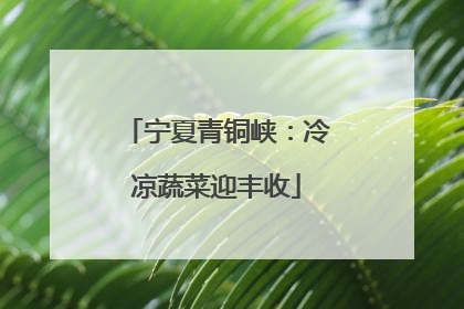 宁夏青铜峡：冷凉蔬菜迎丰收