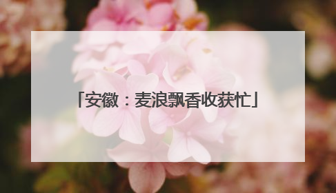 安徽：麦浪飘香收获忙