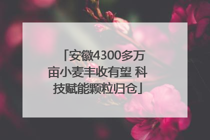 安徽4300多万亩小麦丰收有望 科技赋能颗粒归仓