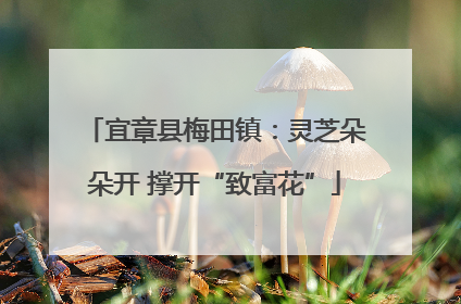 宜章县梅田镇：灵芝朵朵开 撑开“致富花”