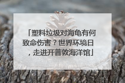 塑料垃圾对海龟有何致命伤害？世界环境日，走进开普敦海洋馆
