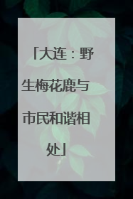 大连：野生梅花鹿与市民和谐相处