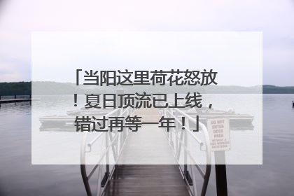 当阳这里荷花怒放！夏日顶流已上线，错过再等一年！
