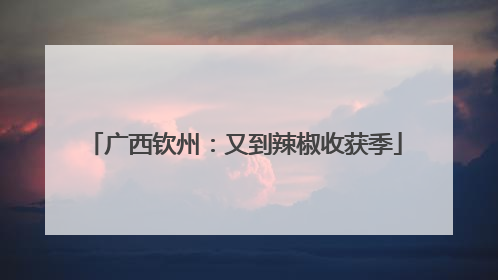广西钦州：又到辣椒收获季