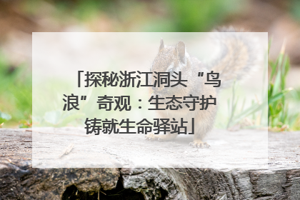 探秘浙江洞头“鸟浪”奇观：生态守护铸就生命驿站
