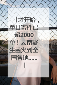 才开始，单日寄件已超2000单！云南野生菌火到全国各地……