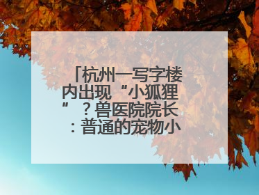 杭州一写字楼内出现“小狐狸”？兽医院院长：普通的宠物小狗，像狐狸犬