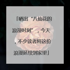 晒出“八仙花的浪漫时刻”，今天，不少读者将这份浪漫延续到家里