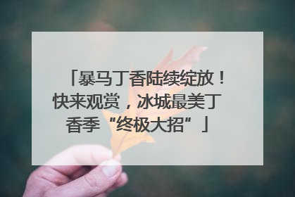 暴马丁香陆续绽放！快来观赏，冰城最美丁香季“终极大招”