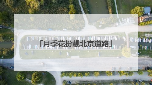 月季花扮靓北京道路
