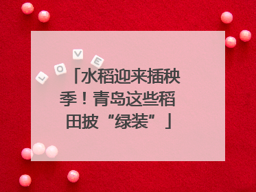 水稻迎来插秧季！青岛这些稻田披“绿装”