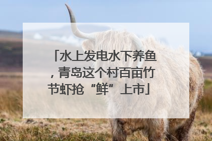 水上发电水下养鱼，青岛这个村百亩竹节虾抢“鲜”上市