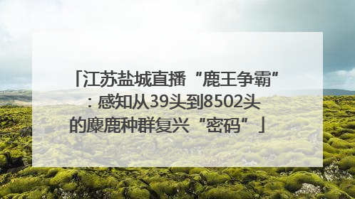 江苏盐城直播“鹿王争霸”：感知从39头到8502头的麋鹿种群复兴“密码”