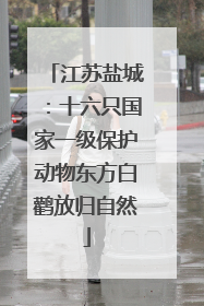 江苏盐城：十六只国家一级保护动物东方白鹳放归自然
