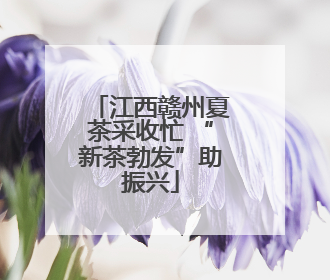 江西赣州夏茶采收忙 “新茶勃发”助振兴