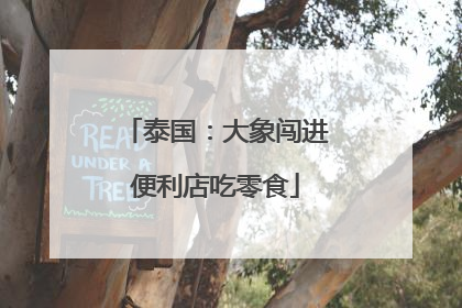 泰国：大象闯进便利店吃零食