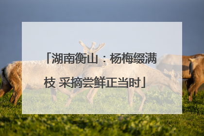 湖南衡山：杨梅缀满枝 采摘尝鲜正当时
