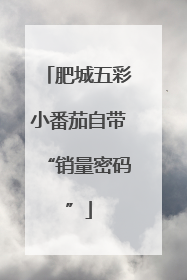 肥城五彩小番茄自带“销量密码”