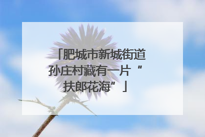 肥城市新城街道孙庄村藏有一片“扶郎花海”