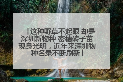 这种野草不起眼 却是深圳新物种 密穗砖子苗现身光明，近年来深圳物种名录不断刷新