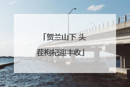 贺兰山下 头茬枸杞迎丰收
