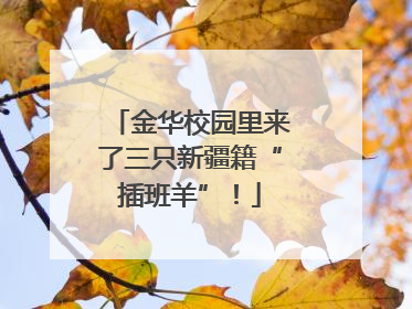 金华校园里来了三只新疆籍“插班羊”！