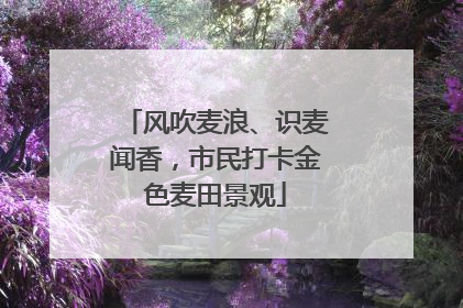风吹麦浪、识麦闻香，市民打卡金色麦田景观