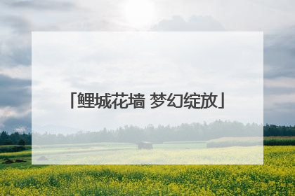 鲤城花墙 梦幻绽放