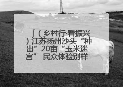 （乡村行·看振兴）江苏扬州沙头“种出”20亩“玉米迷宫” 民众体验别样“田园乐趣”