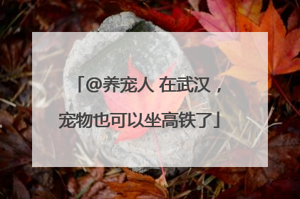 @养宠人 在武汉，宠物也可以坐高铁了